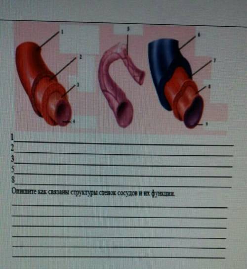 Особенности строения кровеносных сосудов(смотрите рисунок