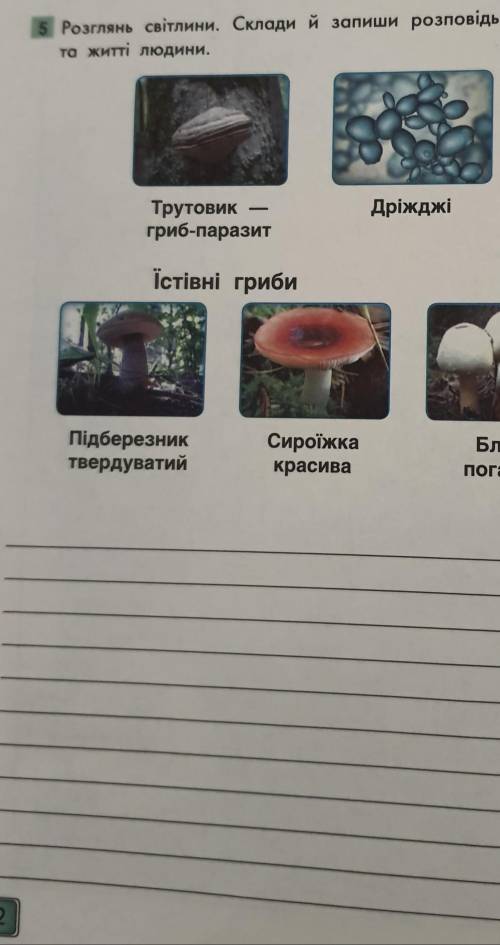 Розглянь світлини. Склади й запиши розповідь про значення грибів у природі та житті людини. До іть з