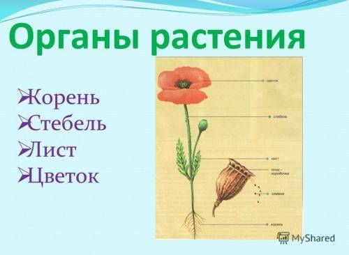 Печальные питательные органы у растений