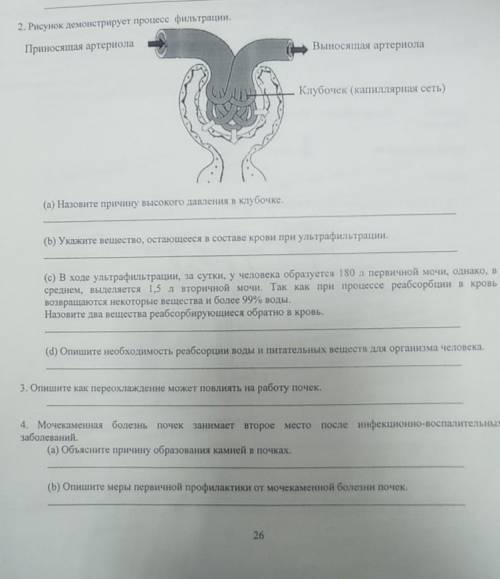 2. Рисунок демонстрирует процесс фильтрации. Приносящая артериола Выносящая артериола Клубочек (капи