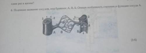 Подпишите название сосудам под буквой А В Б опиши особенности строения и функции сосуда А СО СО