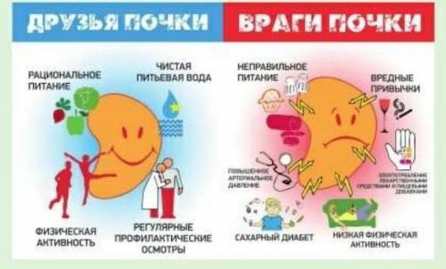 Разработайте рекомендации по сохранению выделительной системыы