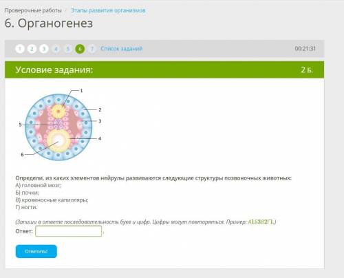 Определи, из каких элементов нейрулы развиваются следующие структуры позвоночных животных: А) головн