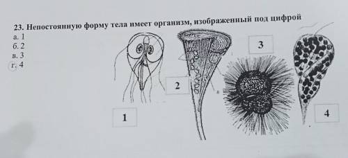 Непостоянную форму тела имеет организм, изображённый под цифрой