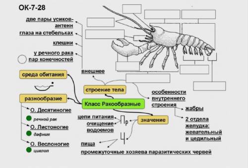 Заполи таблицу по биологии 7 класс