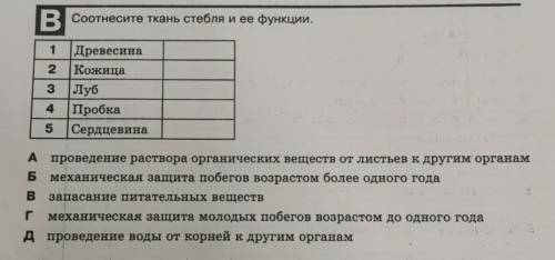 Соотнесите ткань стебля и её функции