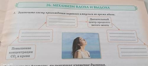 26. МЕХАНИЗМ ВДОХА И ВЫДОХА 1. Закончите схему прохождения нервного импульса во время вдоха. Дыхател