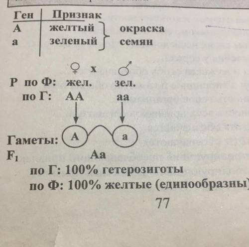 Решить задачу по образцу у мышей длинные уши наследуются как доминантный признак, а короткие - как р