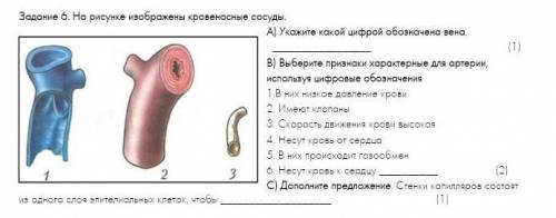 Задание 6. На рисунке изображены кровеносные сосуды. А) Укажите какой цифрой обозначена вена. (1) В