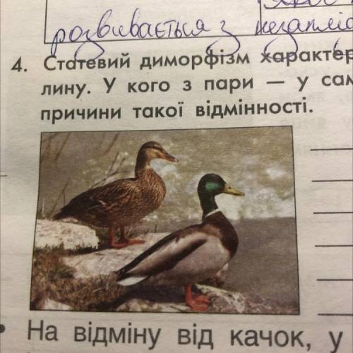 4. Статевий диморфізм характерний для комах, птахів, ссавців тощо. Розглянь світ- лину. У кого з пар