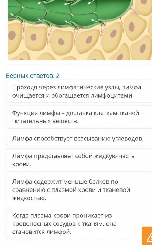 Выбери правильное утверждение о лимфе