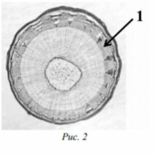Семён рассматривал под микроскопом срез древесного стебля и сделал микрофотографию    (рис. 2). Како