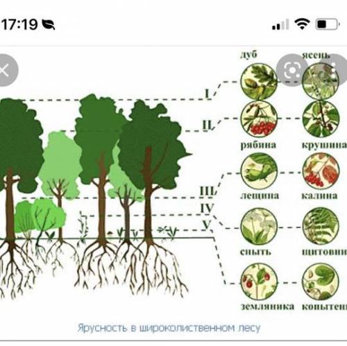 Перечислите ярусы широколиственного леса