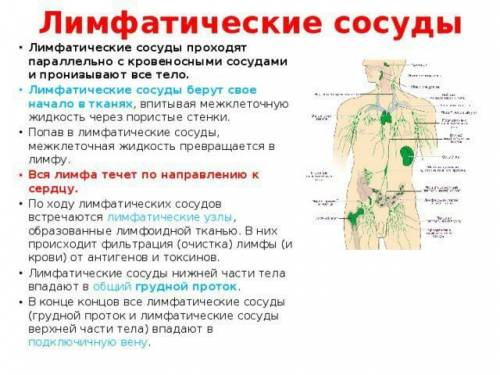 Куда впадает и откуда берет начало лимфа. Ее главная роль заключается в: