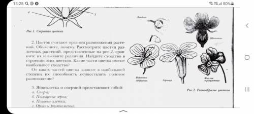 Вопрос под #2. Расмотреть рис.2 и ответить в чем сходство и различия цветов.