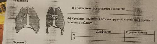 Сравните изменения объёма грудной клетки по рисунку м заполните таблицу