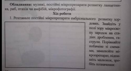 Розгляньте постійні мікропрепарати ембріонального розвидку хордових