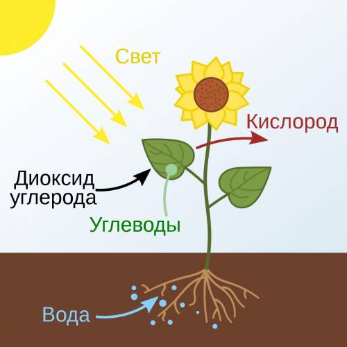 Перечислите условия фотосинтезв