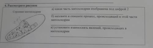 4. Рассмотрите рисунок Строение митохондрии а) какая часть митохондрии изображена под цифрой 2 2 3.