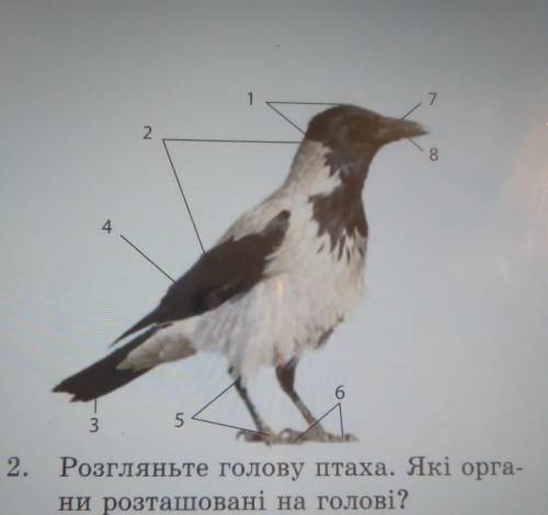 Розгляньте голову птаха. які органи розташовані на голові?