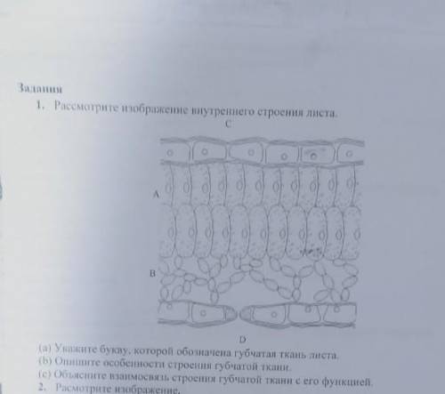 рассмотрите изображение внутреннего слоя листа что будет под буквой (д)