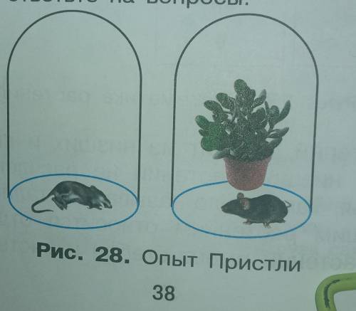 5 класс. 1) Почему мышь под первым колпаком умерла? 2) Почему мышь под вторым колпаком выжила?3) Как