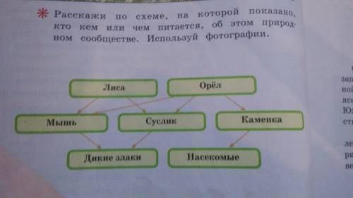 Расскажи по схеме, на которой показано, кто кем или чем питается, об этом природном сообществе. Испо