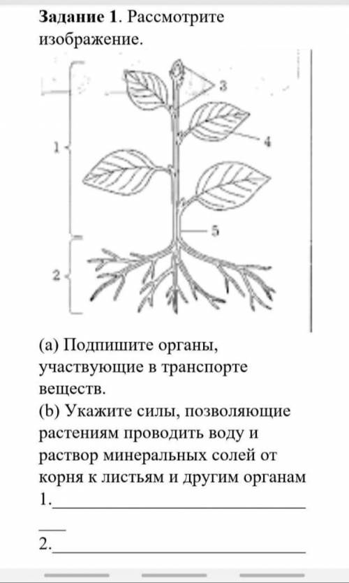 Ребята по биологии 7 класс