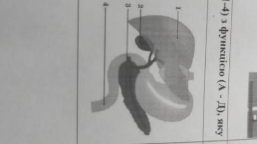 Увідповідніть орган організму людини (1-4) з функцією (А - Д), яку він виконує. А.знезараження компо