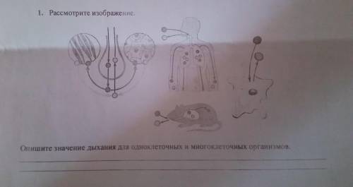 Опишите значение дыхания для одноклеточных и многоклеточных организмов