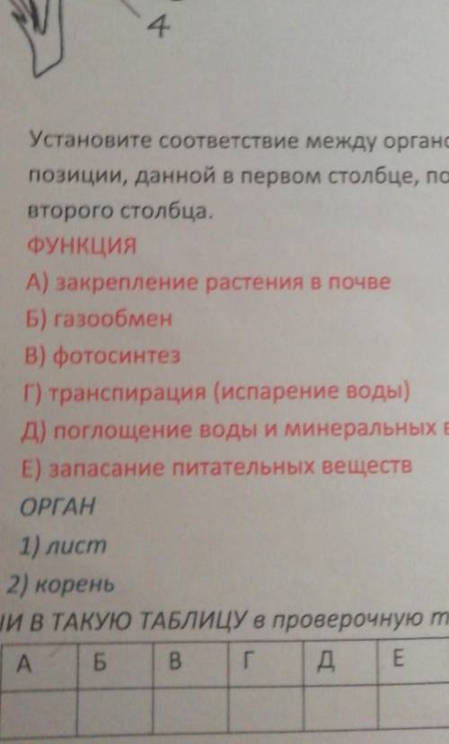 Установите соответствие между органом растения и его функцией к каждой позиции данной в первом столб