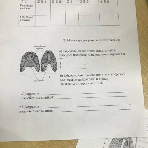 2. Используя рисунок, выполни задания: Межреберные мышты АД а) Определи, какие этапы дыхательного пр