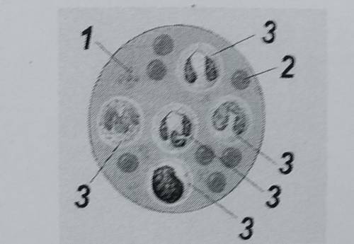 3. Какие клетки крови обозначены цифрами?1132233333