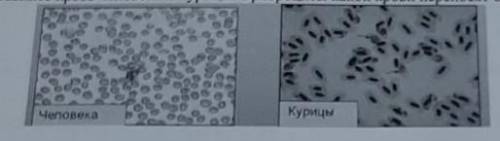 3. Сравните кровь человека и курицы. Эритроциты какой крови переносят больше кислорода и почему?