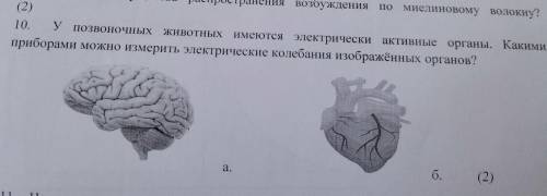 10. У позвоночных животных имеются электрически активные органы. Какими приборами можно измерить эле