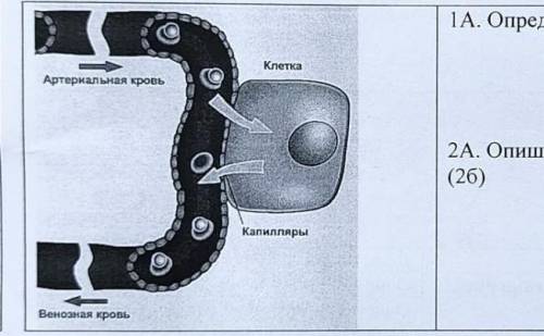 Тип газообмена и опишите его механизм НУЖНО