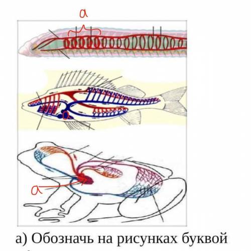 Обозначь на рисунках буквой А место расположения сердца у дождевого червя рыбы лягушки