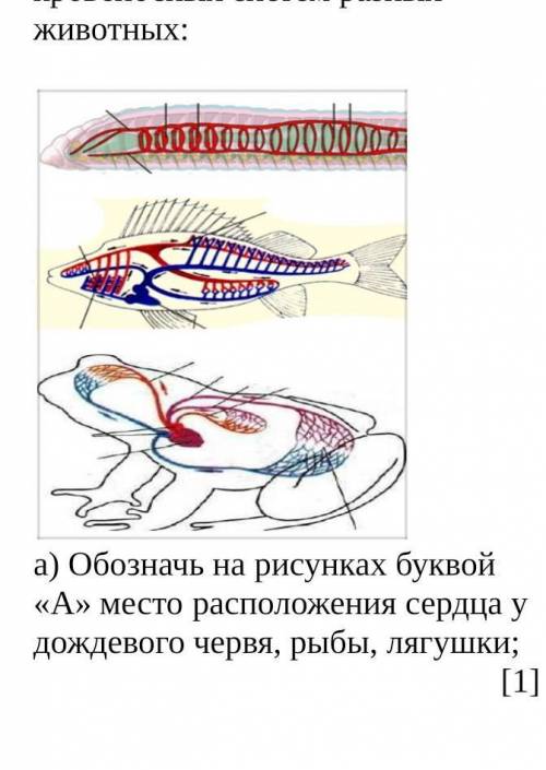 Обозначь на рисунках буквой А место расположения сердца у дождевого червя рыбы лягушки