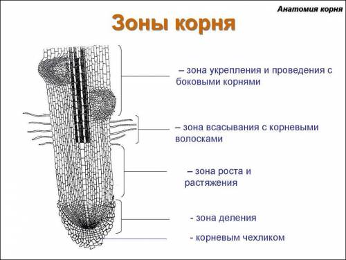 7а) Назовите зоны корня и запишите функции. [1] Зона корня функция ОТВЕТЬТЕ