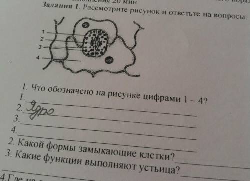 Задания 1. Рассмотрите рисунок и ответьте на вопросы: 2 1. Что обозначено на рисунке цифрами 1 - 4?