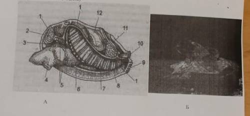 Назовите систему органов моллюсков, изображённую на рисунке (А) под номером пять. А)кровеносная Б)не