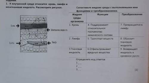 К внутренней среде относится: кровь, лимфа и межтканевая жидкость. Рассмотрите рисунок