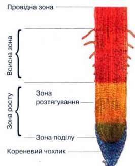 Чим вкрита верхівка кореня?