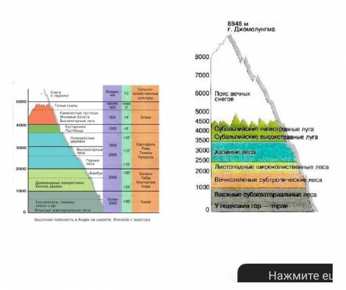 На рисунке представлены высотные пояса гор Анд и Гималаев .а) определите количество высотных поясов
