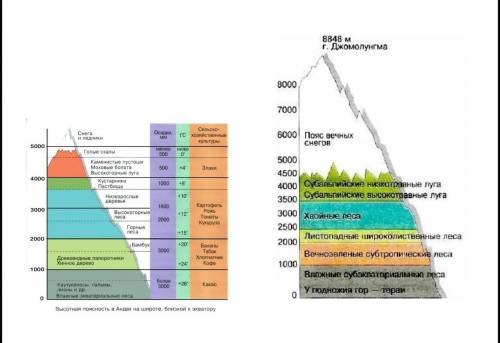 На рисунке представлены высотные пояса гор Анд и Гималаев .с) запишите сходство в высотных поясах