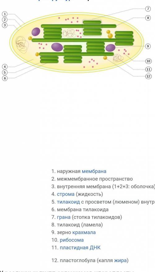Под какими цифрами на рисунке находятся: -строма -гранулы запасных веществ -ДНК -тилакоид -наружная