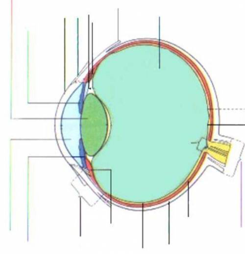 ОЧЕНЬ НУЖНА !! ФОТО НИЖЕЛабораторная работа №6Тема: Изучение строения глаза и его аккомодацияЦель ра