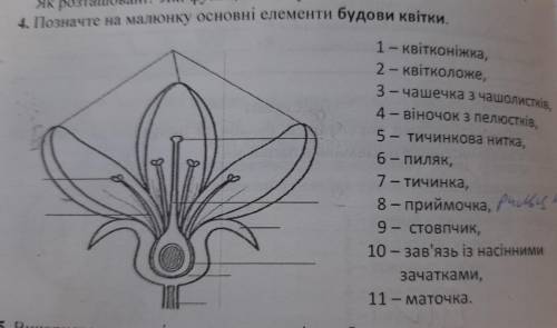 4. Позначте на малюнку основні елементи будови квітки. - - 1 - квітконіжка, 2 - квітколоже, 3 - чаше