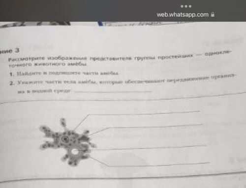 Рассмотрите изображение представителя группы простейших — одноклеточного животного амебы