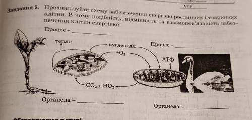 Проаналізуйте схему забезпечення енергією рослинних і тваринних клітин. В чому подібність, відмінніс